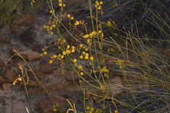 Acacia restiacea