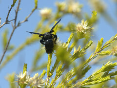 Laeviscolia frontalis