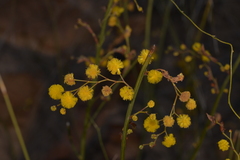 Acacia restiacea