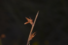 Acacia restiacea
