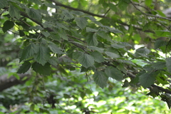 Crataegus mollis