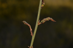 Acacia restiacea