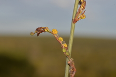 Acacia restiacea