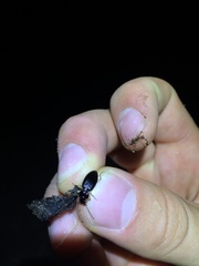 Patrobus longicornis