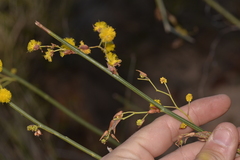 Acacia restiacea
