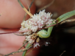Cuscuta planiflora