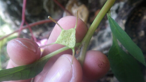 Dorstenia cuspidata image