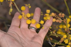 Acacia restiacea