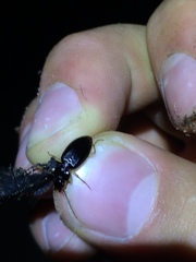 Patrobus longicornis