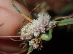 Cuscuta planiflora