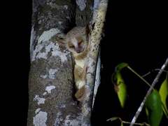 Microcebus murinus