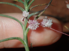 Cuscuta planiflora