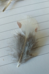 Sitta europaea