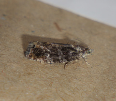 Eudemis