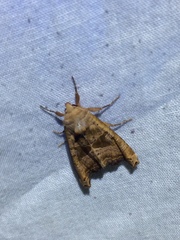 Phlogophora