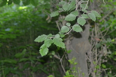 Crataegus mollis
