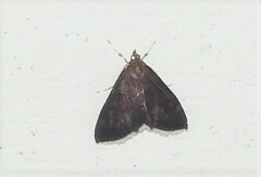 Pyrausta niveicilialis