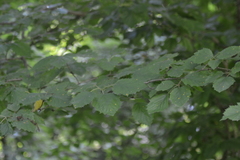 Crataegus mollis