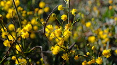 Acacia restiacea