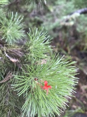 Adenanthos sericeus