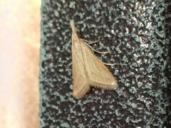 Microtheoris