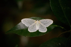 Genusa