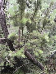 Adenanthos sericeus