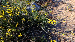 Acacia restiacea
