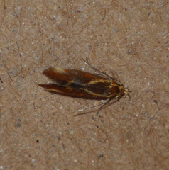 Metalampra