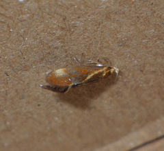 Metalampra