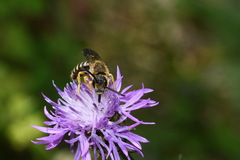 Halictus
