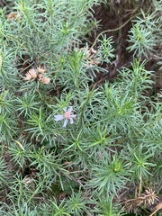 Olearia glutinosa