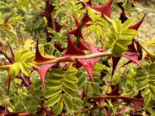 Rosa omeiensis, photograph 6