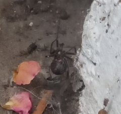 Steatoda paykulliana