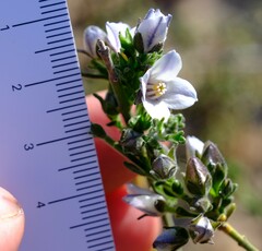Cyanothamnus coerulescens spinescens