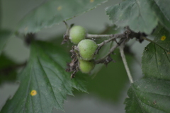 Crataegus mollis