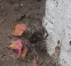 Steatoda paykulliana