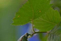 Crataegus mollis