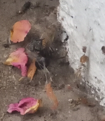 Steatoda paykulliana