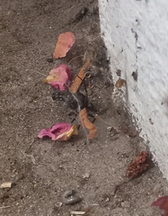 Steatoda paykulliana