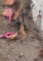 Steatoda paykulliana