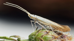 Coleophora coronillae