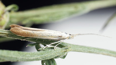 Coleophora coronillae