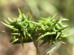 Medicago truncatula
