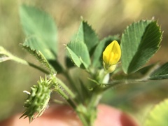 Medicago truncatula