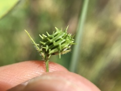 Medicago truncatula