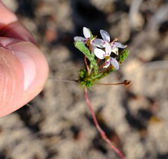 Stylidium repens