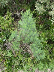 Olearia glutinosa