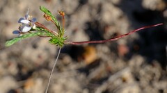 Stylidium repens