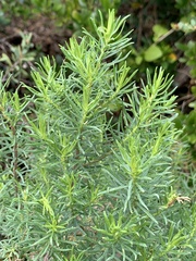 Olearia glutinosa